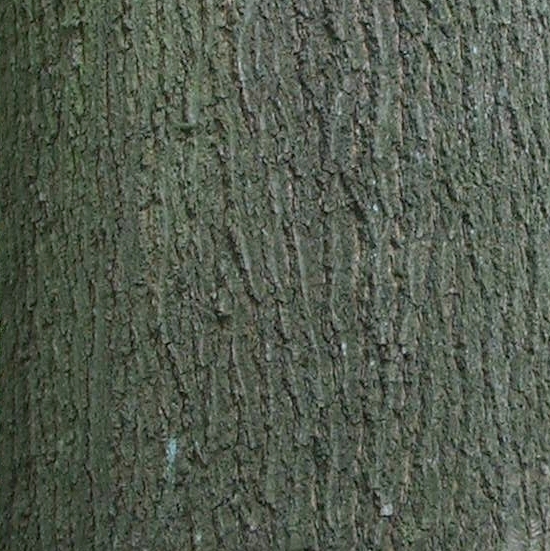Oak Tree Bark