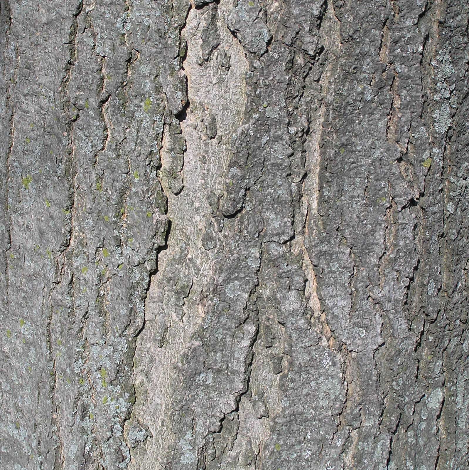 Red Maple Tree Bark