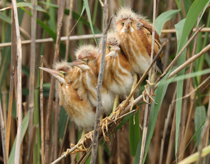 Least Bittern Nestlings