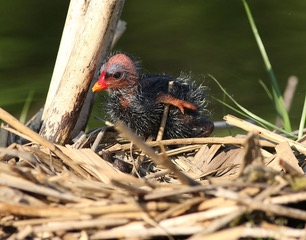 Common Gallinule Nestlings