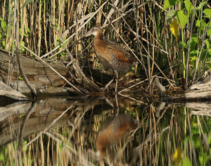 Virginia Rail
