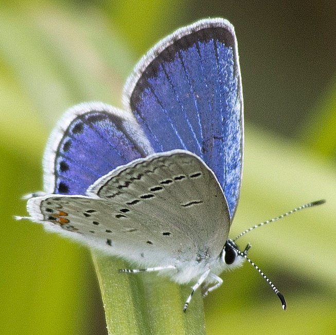 eastern tailed blue