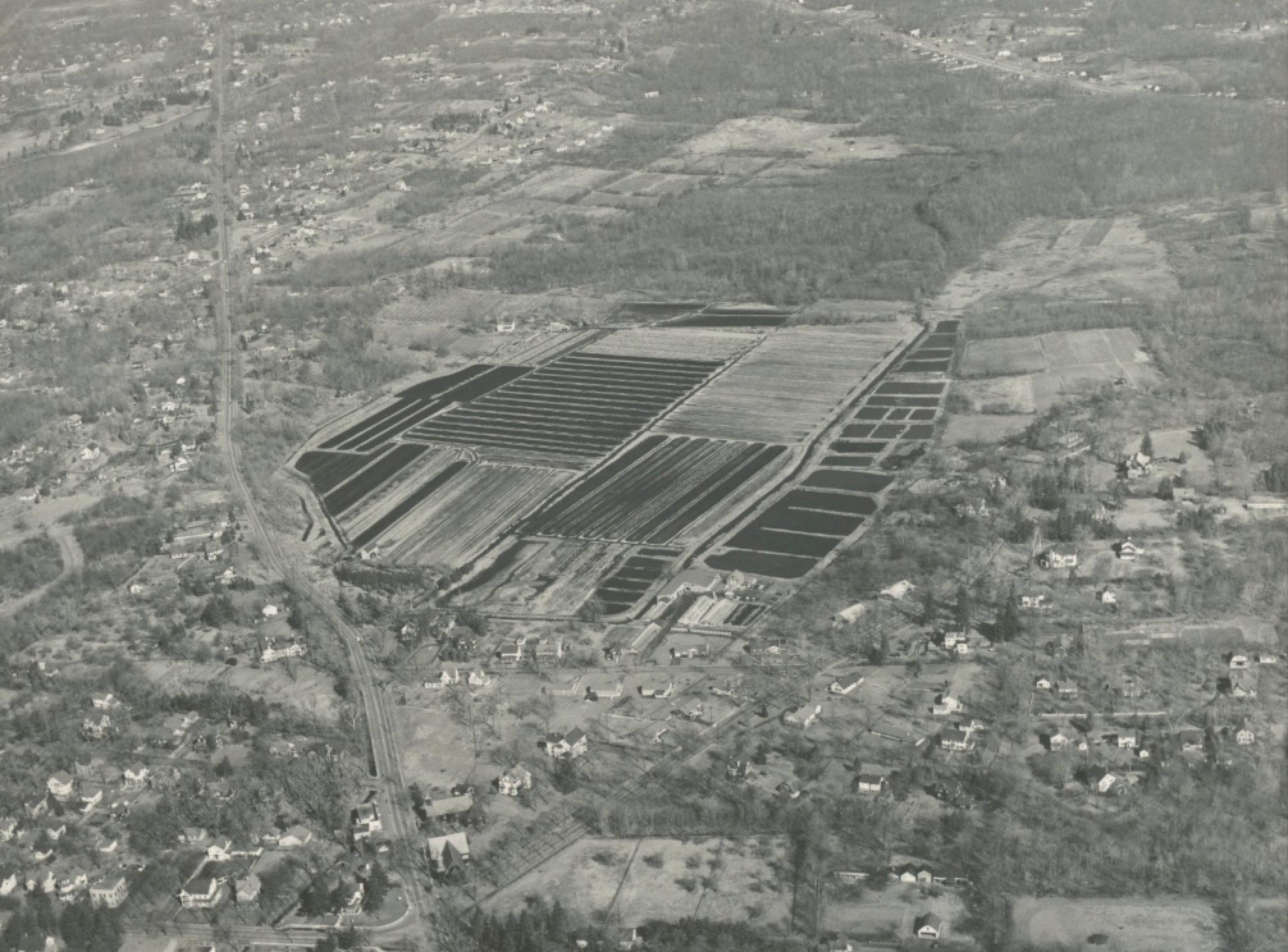Celery Farm Aerial View 1950s