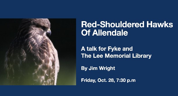 Red-shouldered Hawks of Allendale