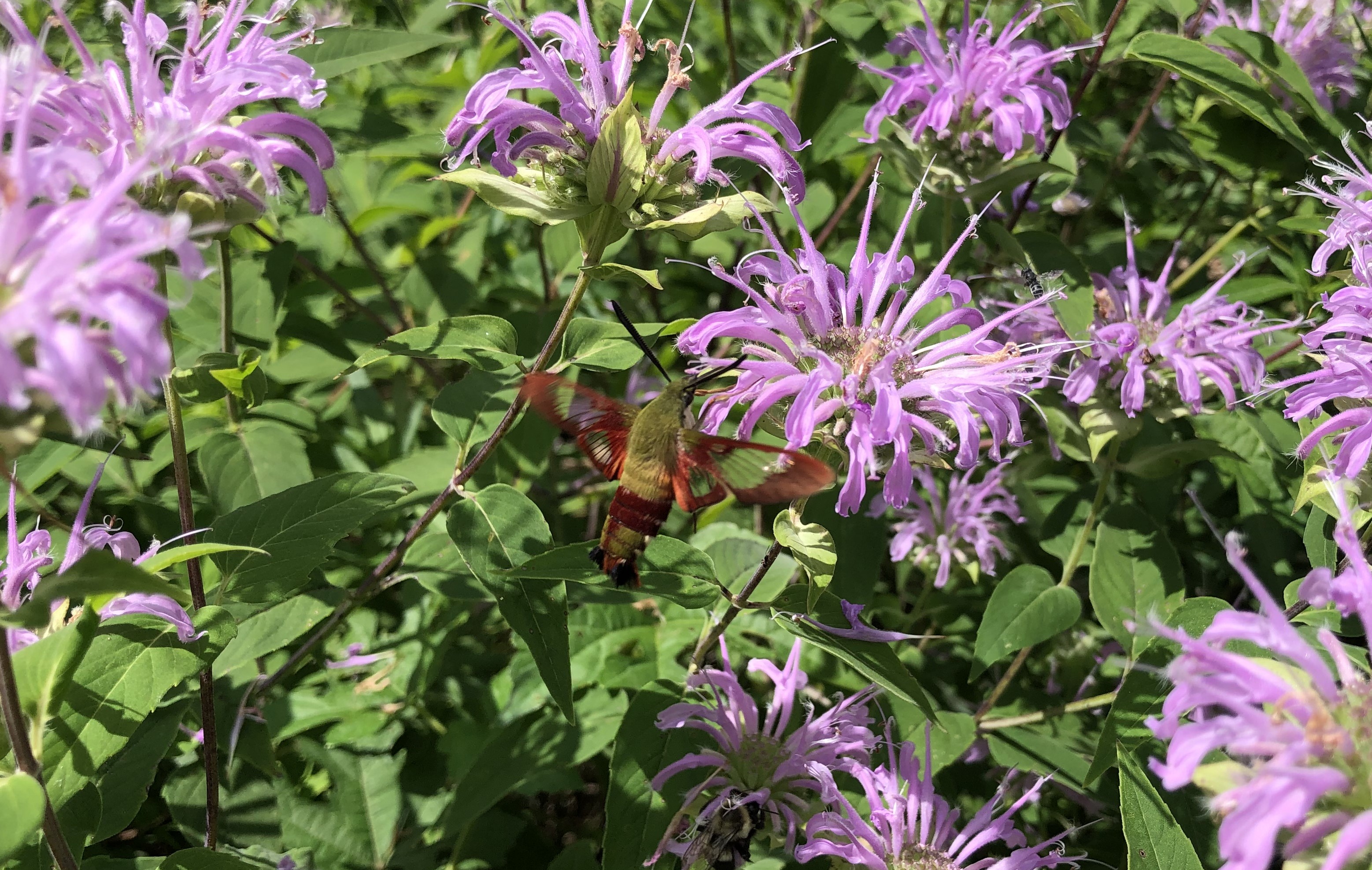 Hummingbird Clearwing Moth on Bergamot