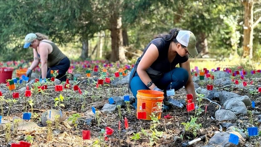 Green Way Meadow Replanting