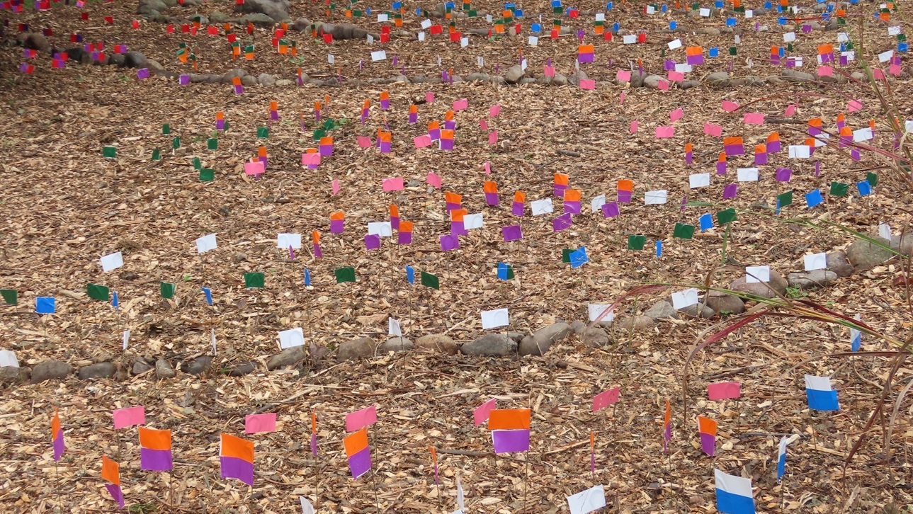 Green Way Meadow Replanting