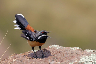 Drakensberg Rockjumper