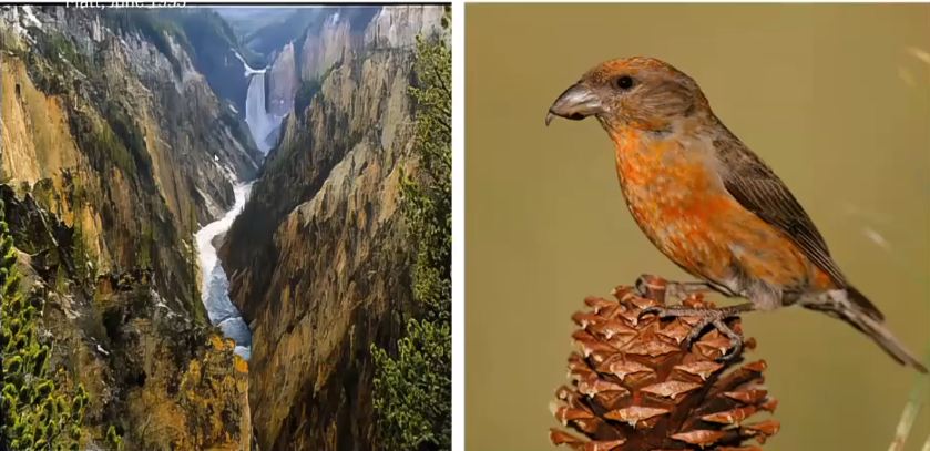 A Fascination with Finches Video